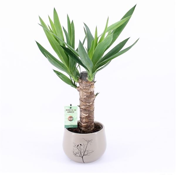 Yucca 1 Yucca