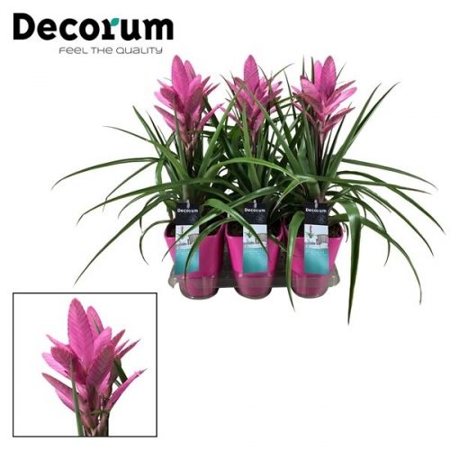 Tillandsia antonio roze	 roze keramiek	-	6	-	Adet