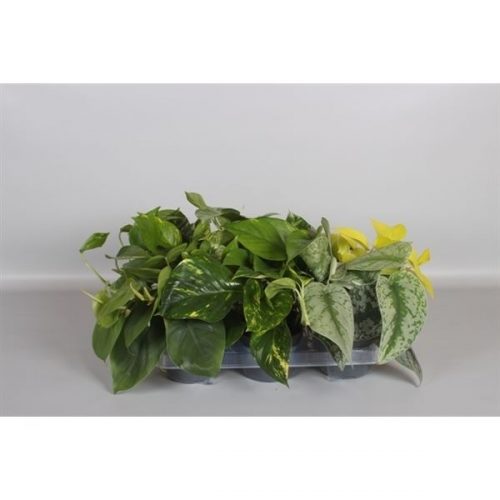 Epipremnum pinnatum mix