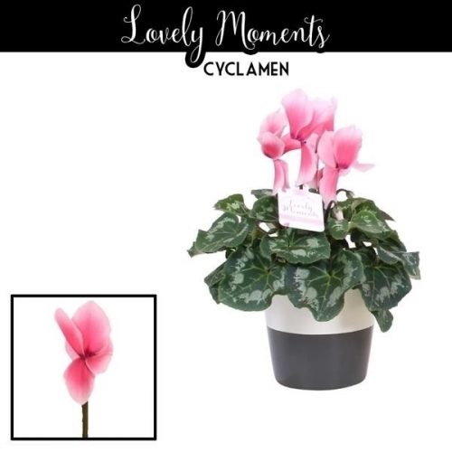 Cyclaam lovely moments in ompot lis