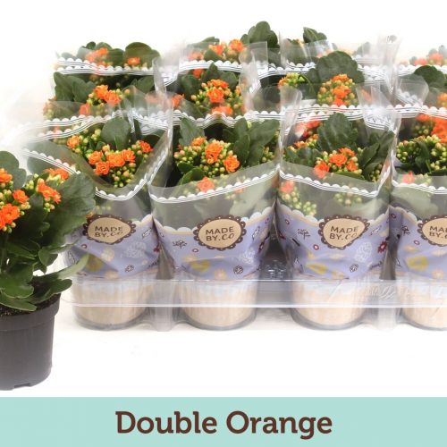 Kalanchoe rosalina oranje