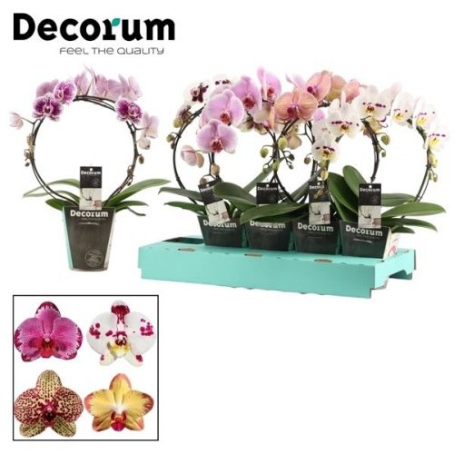 Phalaenopsis mix special boog	 2 tak 14+ 45cm	-	5	-	Adet