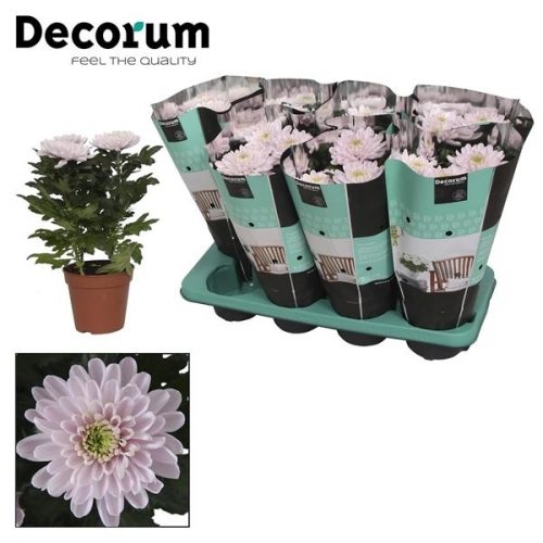 Chrysanthemum ind. nova zembla rossano	 3 stek	-	8	-	Adet