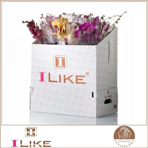 Phalaenopsis mix italie