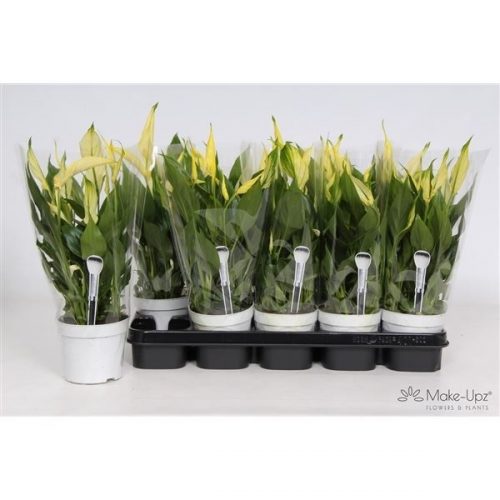 Spathiphyllum bellini make-upz geel