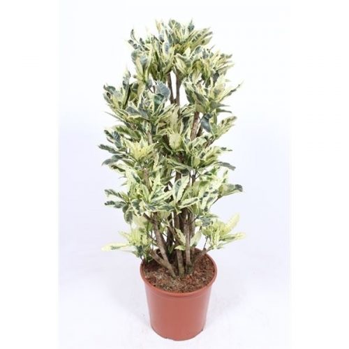 Codiaeum tamara