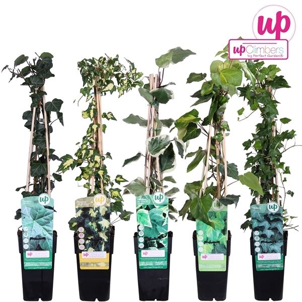 Hedera helix mix per laag 1 Hedera helix mix per laag