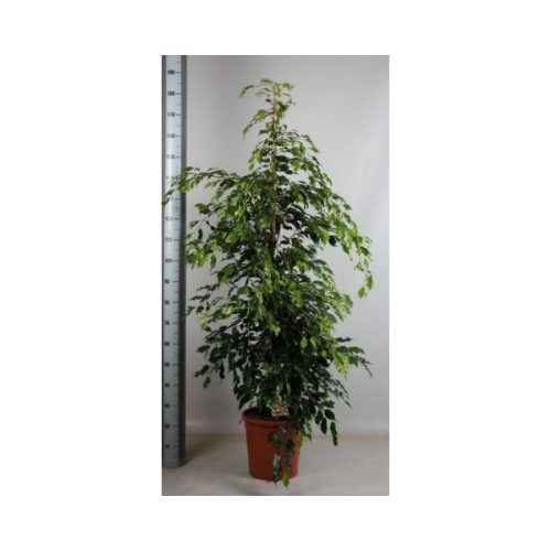 Ficus benjamina midnight lady