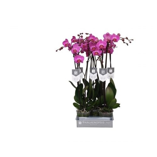 Phalaenopsis atlantis