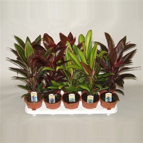 Cordyline mix