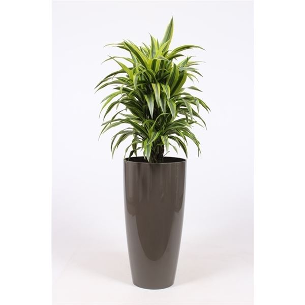Dracaena fragr. der. lemon lime drllk33t