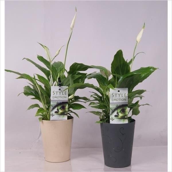Arrangementen spathiphyllum 1165-wps