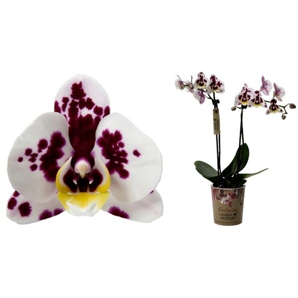 Phalaenopsis multiflora kolibri sint maarten 1 Phalaenopsis multiflora kolibri sint maarten