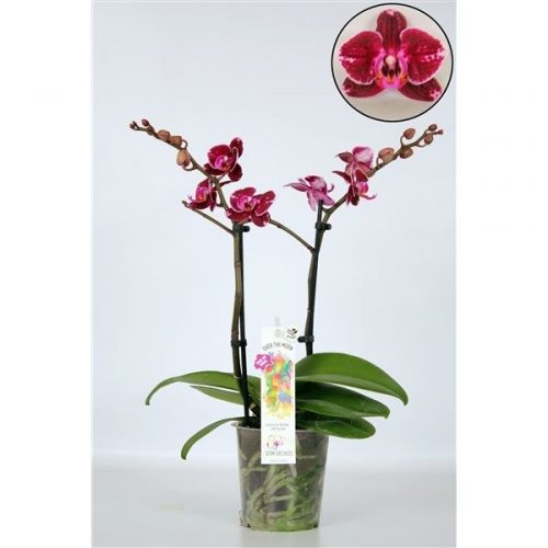 Phalaenopsis multiflora broken heart