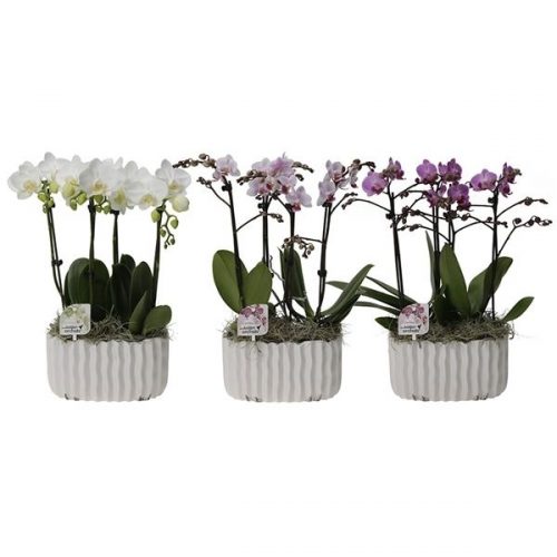 Phalaenopsis multiflora kolibri mix 14280