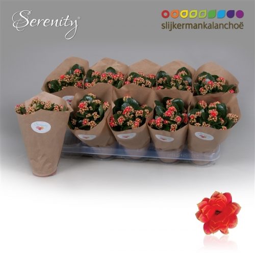 Kalanchoe serenity coral