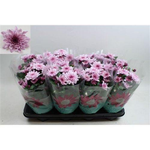 Chrysanthemum ind. mount aubisque