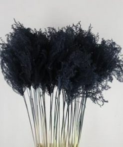 Df miscanthus paint black - Df miscanthus paint black