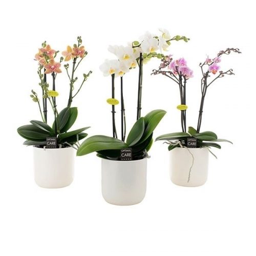Phalaenopsis multiflora mix mg3k