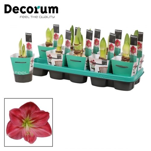 Hippeastrum roze extra	 2 knop + potcover	-	6	-	Adet