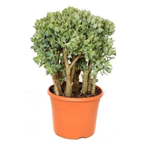 Crassula arborescens cristaat