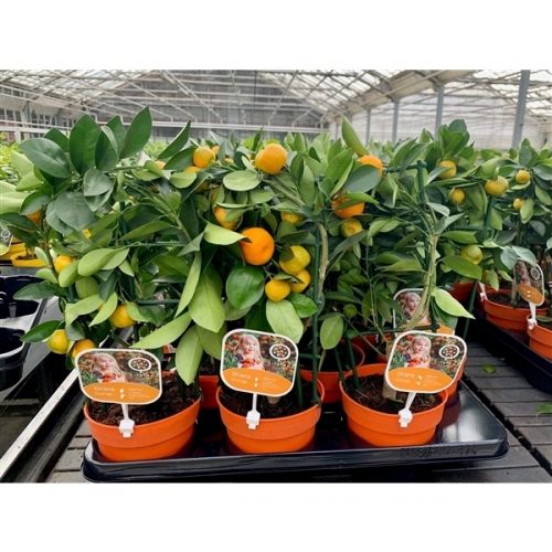 Citrofortunella x microcarpa calamondin