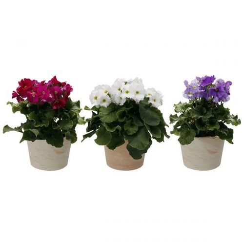 Primula obconica touch me mix 7360