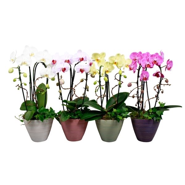 Phalaenopsis mix cascade 1 Phalaenopsis mix cascade