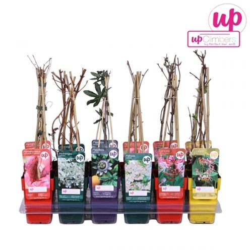 Klimplanten mix tray value