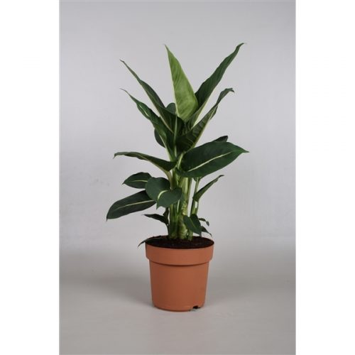 Dieffenbachia green magic