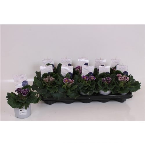 Primula acaulis sirococco purple