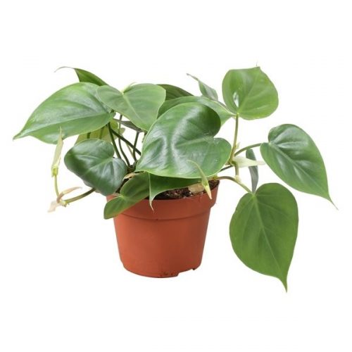 Philodendron scandens