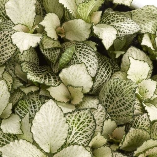 Fittonia mosaic purple snow anne