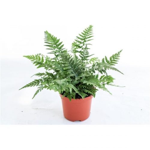 Athyrium spicatum