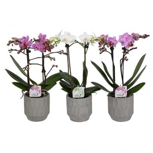 Phalaenopsis multiflora kolibri mix 12580