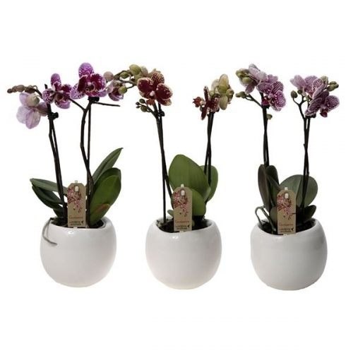 Phalaenopsis multiflora kolibri mix 12620ex