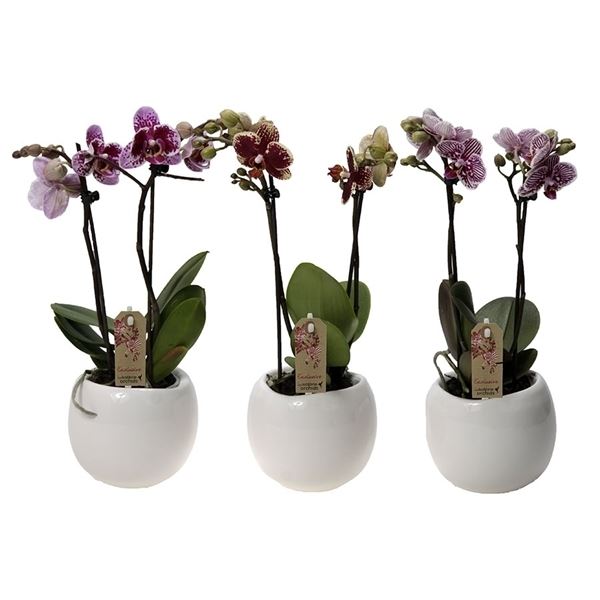 Phalaenopsis multiflora kolibri mix 12620ex 1 Phalaenopsis multiflora kolibri mix 12620ex