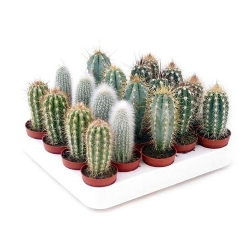 Cactus mix zuilen zuil505