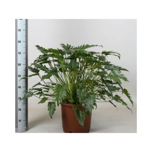 Philodendron xanadu