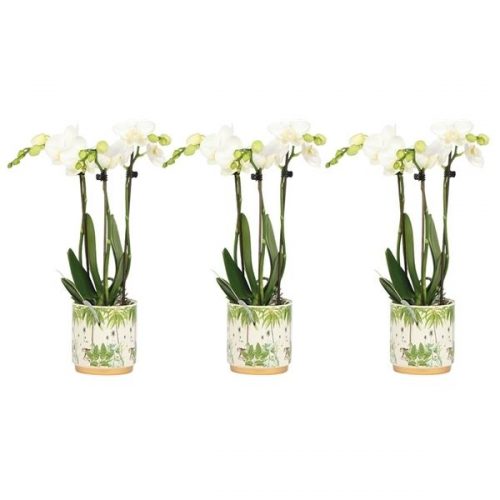 Phalaenopsis multiflora kolibri mix 13610