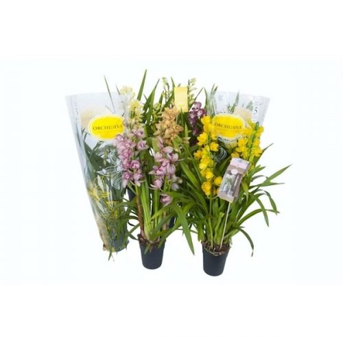 Cymbidium mix