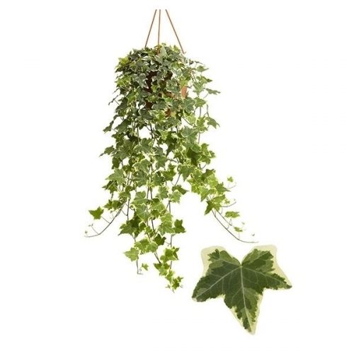 Hedera helix geel bont