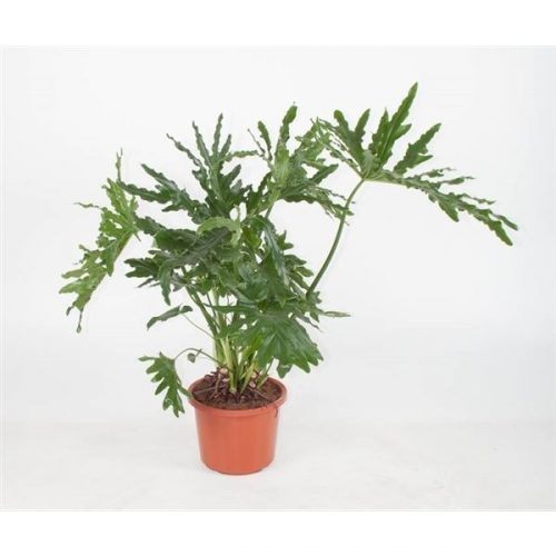 Philodendron cum laude