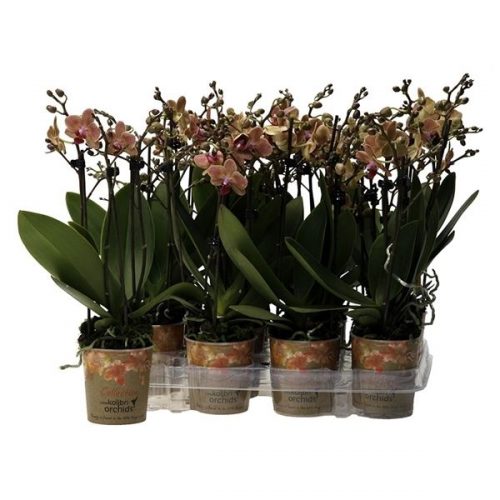 Phalaenopsis multiflora kolibri oranje