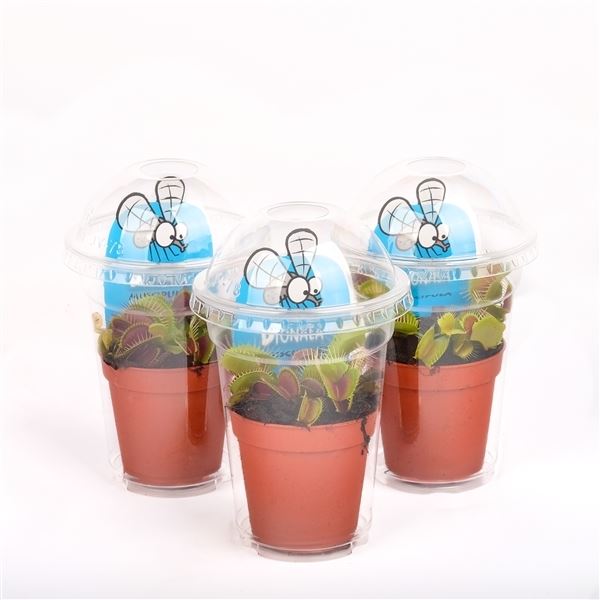 Dionaea muscipula 1 Dionaea muscipula