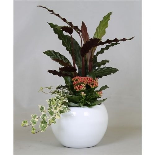 Arrangementen calathea