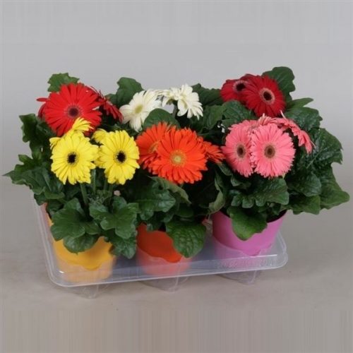 Gerbera mix