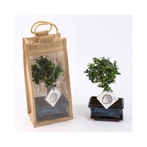 Bonsai ball-shape mix+jute giftbag 1 Bonsai ball-shape mix+jute giftbag