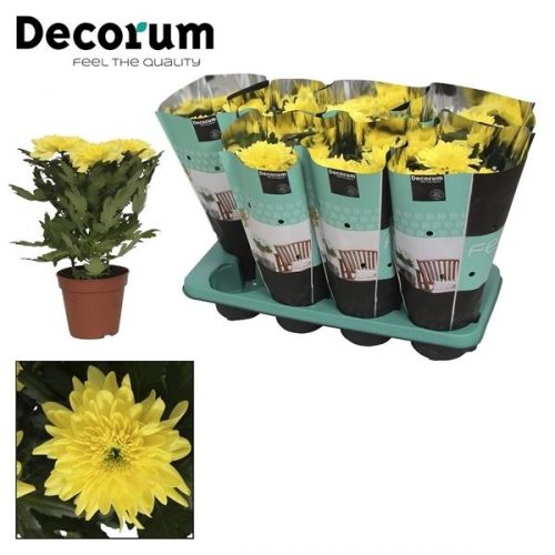Chrysanthemum ind. zembla yellow	 3 stek	-	8	-	Adet