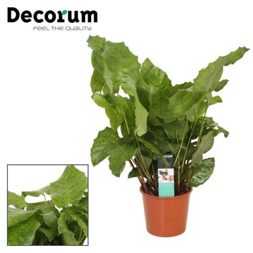 Calathea musaica network		-	1	-	Adet